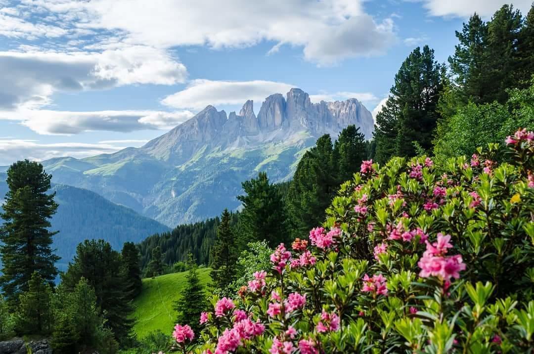 Majon De La Nona Hotel Pozza di Fassa Ngoại thất bức ảnh